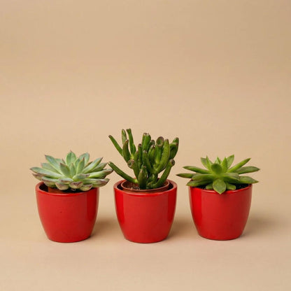 Sukkulenten Set 3er mit rotem Mini-Topf - ↑ 8–12 cm 