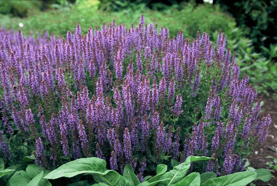 Blüten-Salbei Salvia nemorosa 'Caradonna' – ↕10-25cm – Ø9cm – 6 Pflanzen – Tiefviolett – Bienenfreundlich – Pflegeleicht – Sonniger Standort 