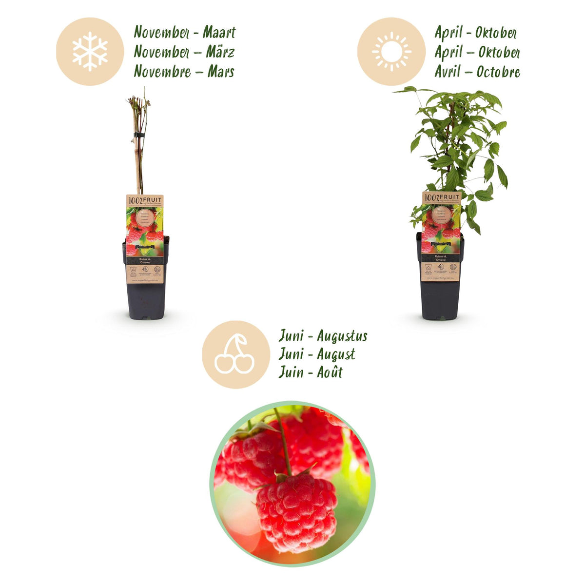 Green boutiQ - Fruit plant - Rubus idaeus Ottawa - Raspberry plant - Hardy - Red Raspberry - 2 Plants - Pot 15cm - Height 50cm 