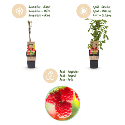 Green boutiQ - Fruit plant - Rubus idaeus Ottawa - Raspberry plant - Hardy - Red Raspberry - 2 Plants - Pot 15cm - Height 50cm 