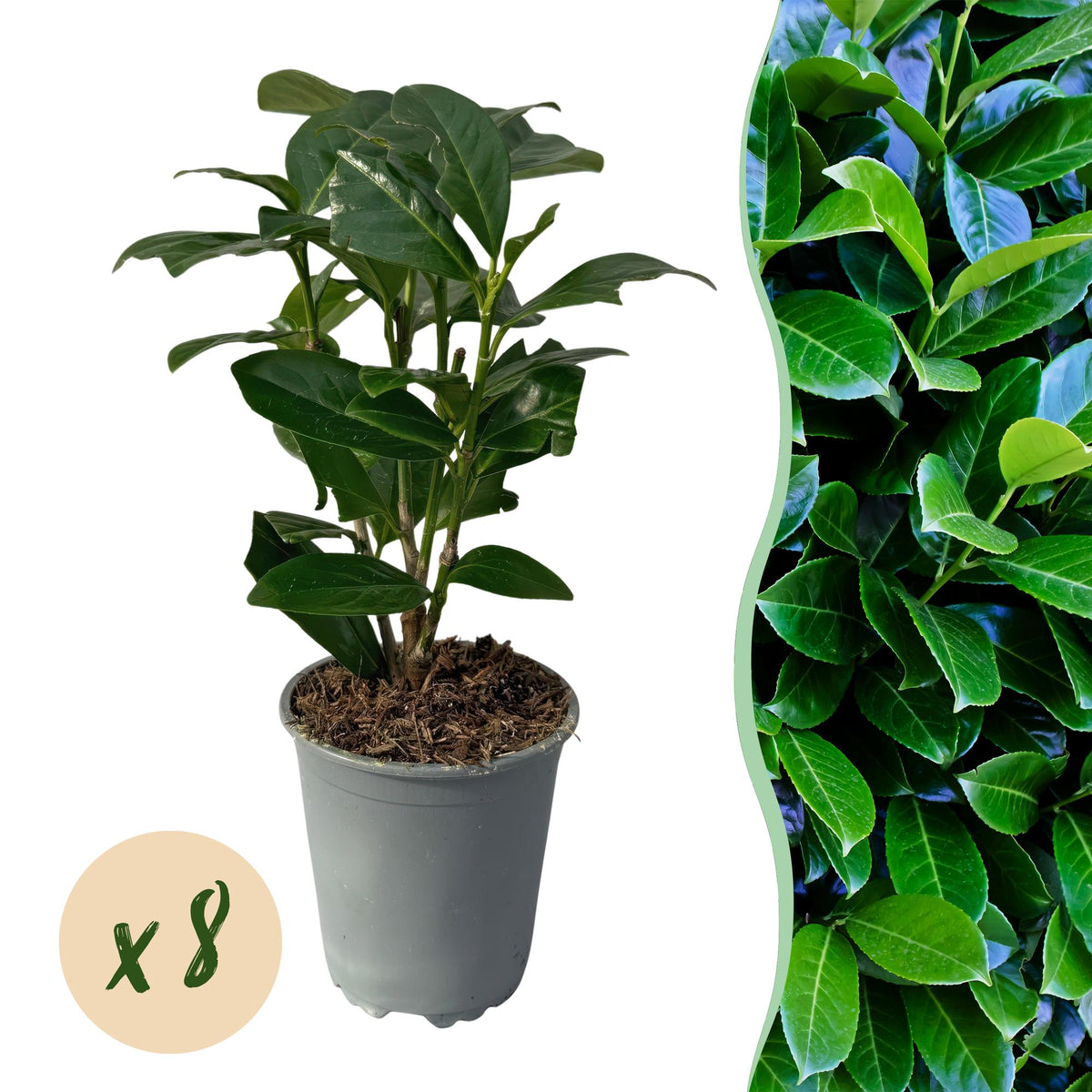Kirschlorbeer Prunus laurocerasus Novita – Immergrüne Heckenpflanzen – 8 Pflanzen – 1 m – 9 cm Höhe 30–35 cm – Grün – Pflegeleicht 