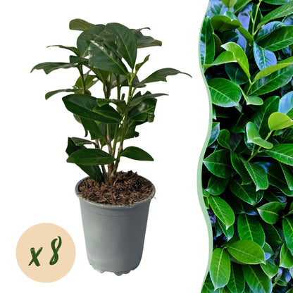 Kirschlorbeer Prunus laurocerasus Novita – Immergrüne Heckenpflanzen – 8 Pflanzen – 1 m – 9 cm Höhe 30–35 cm – Grün – Pflegeleicht 