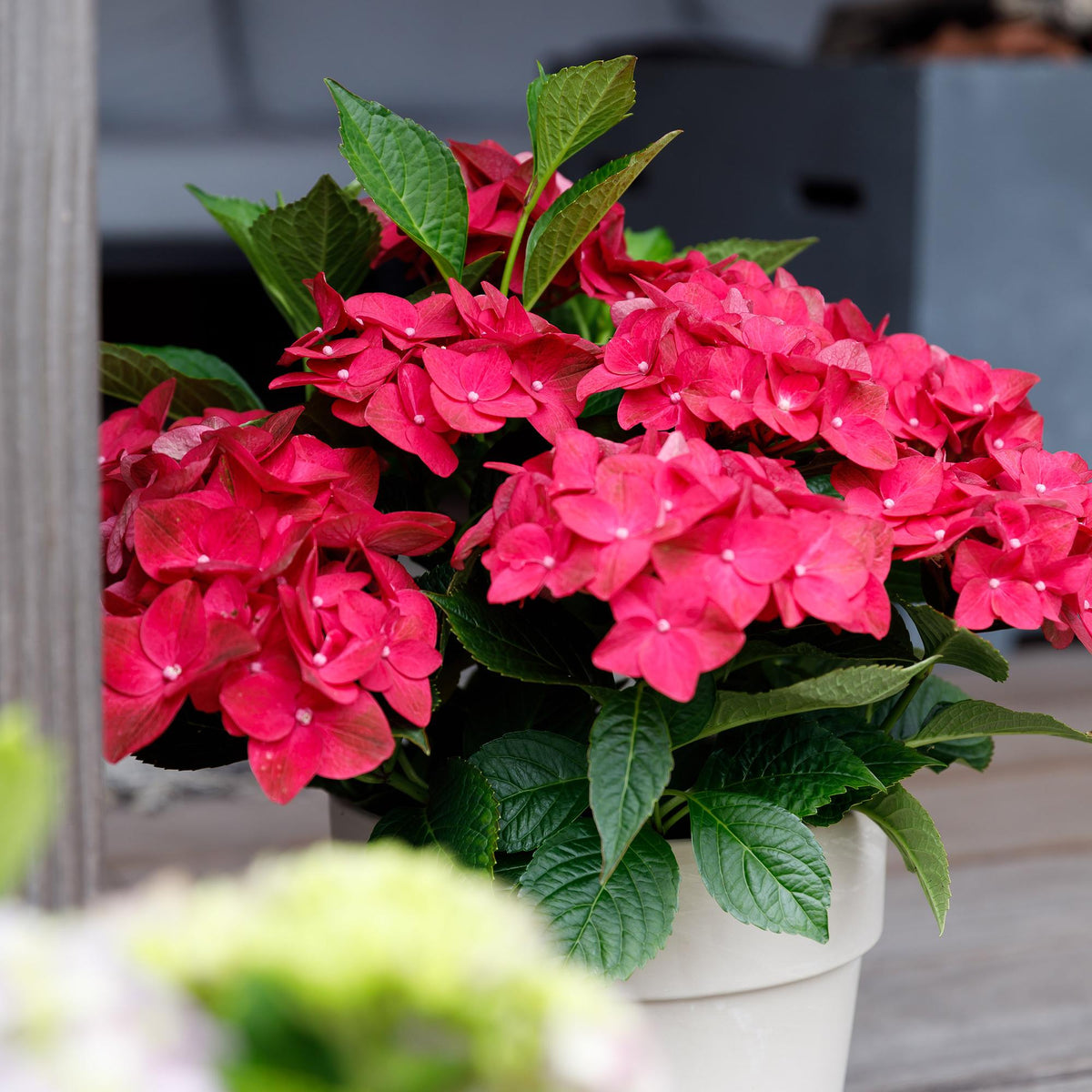 Hydrangea macrophylla Ruby Tuesday & Sapphire – Gartenhortensie – 2 Pflanzen - 23 cm – Höhe 55 cm – Rot und Blau – Balkonpflanze – 6-10 Blüten – Farbmix – Pflegeleicht 