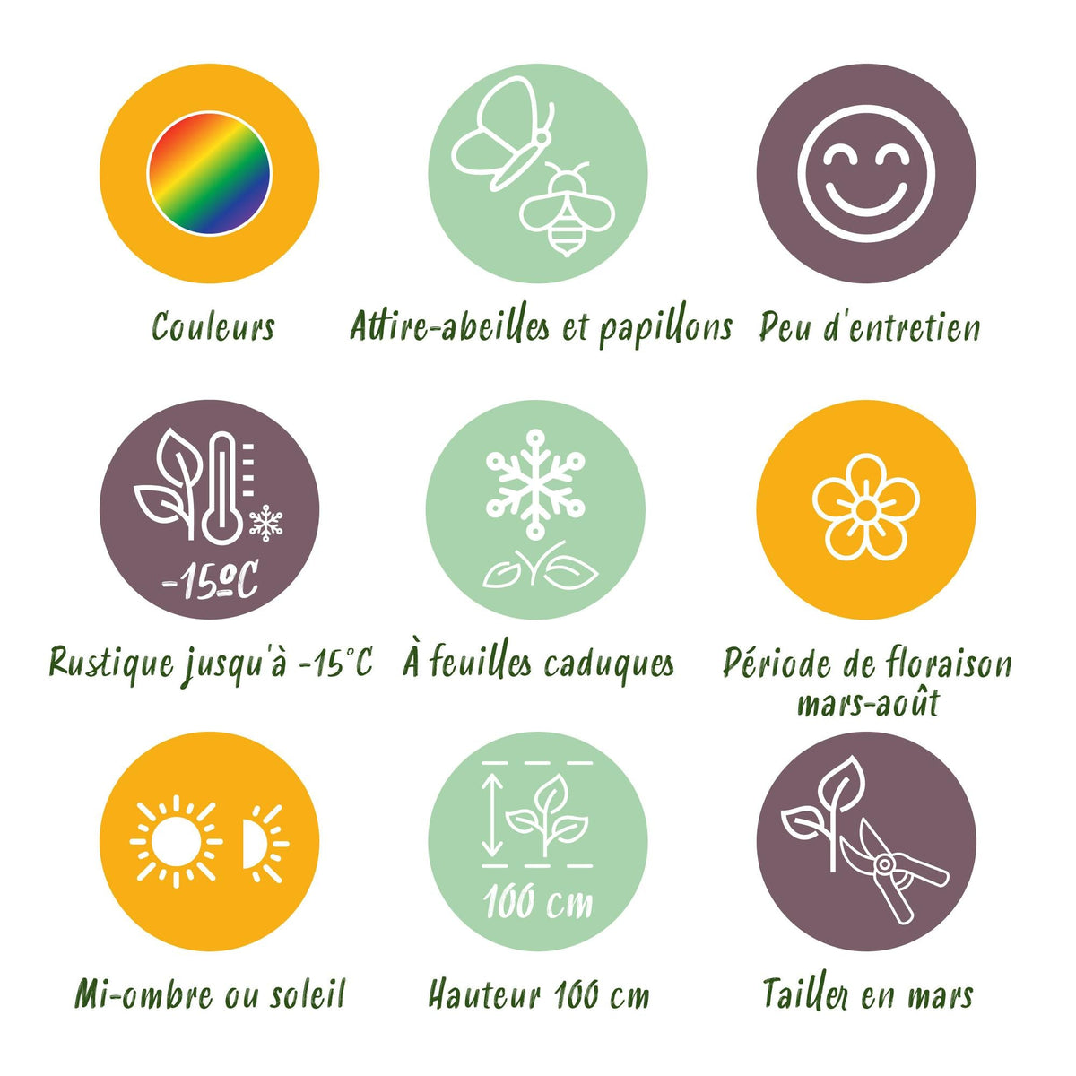 Staudenset – Weiß – 6 weiße Blühstauden – Für 1 m² Beet – Pflegeleicht – Eleganter Blütenteppich – Für sonnige Standorte – Ø11 cm
