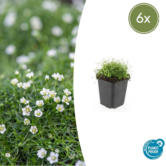 Sagina subulata – Irisches Moos – 6er-Set Bodendecker – Ø9cm – Immergrün & trittfest – Pfriemen-Mastkraut für Fugen, Steingarten & Rasenersatz – ↕10–25 cm 