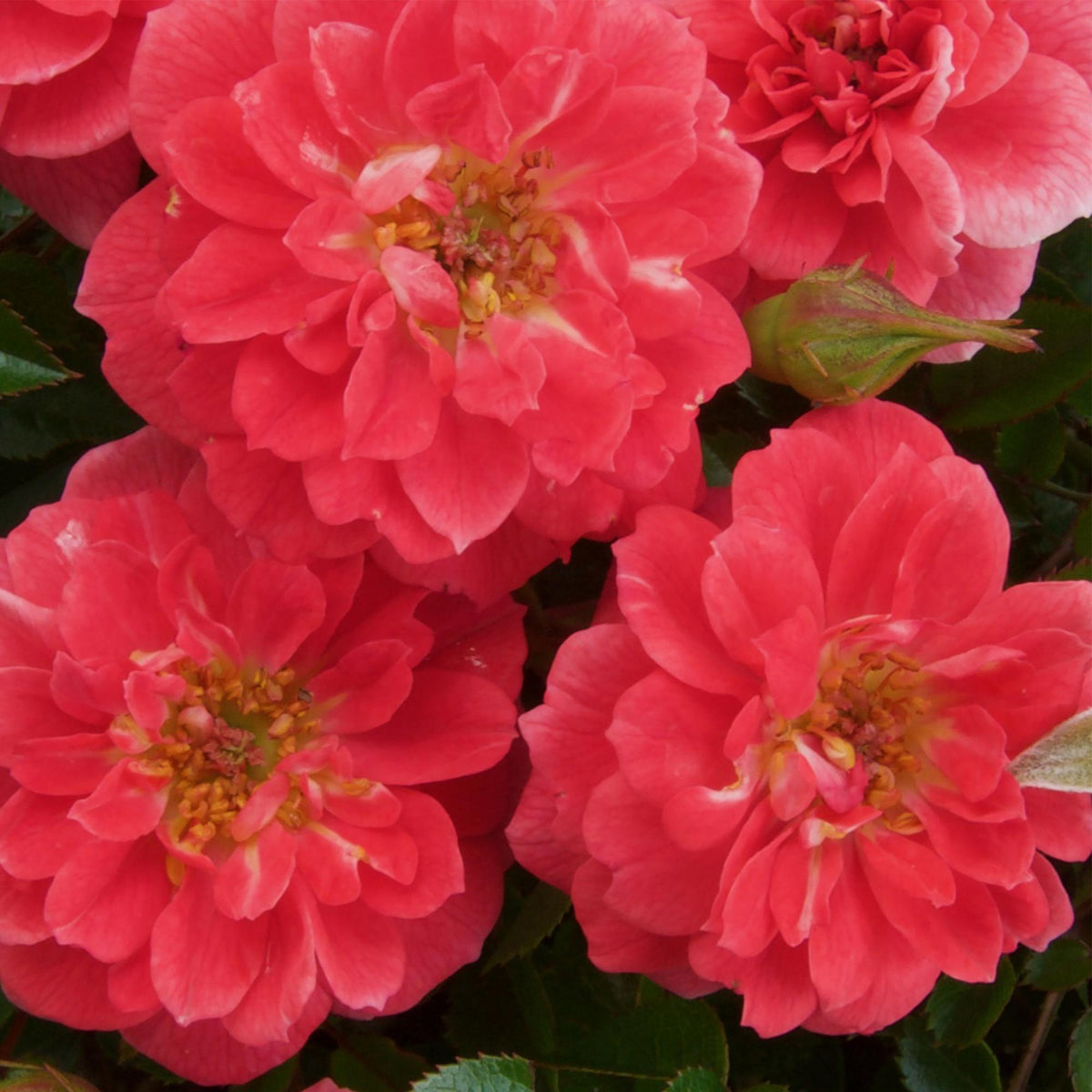 Kletterrose – Rosa Salmon Queen – Lachsrosa Blüten – 2 Pflanzen – 11cm – Höhe 40cm – Duftend & pflegeleicht – Blüte Juni bis Oktober 