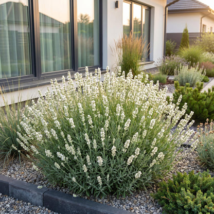 Lavendel 'Hidcote' – Lavandula angustifolia 'Hidcote' – 6 Pflanzen – Topf Ø11cm – Ansicht 6