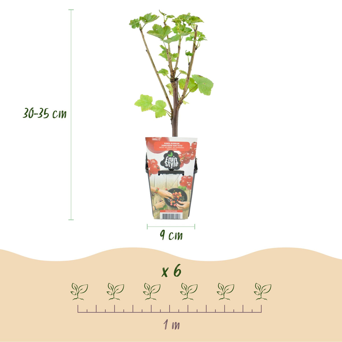 Rote Johannisbeere Ribes rubrum Jonkheer van Tets winterhart 3 Pflanzen Ø9cm Höhe30cm – Ertragreiche Johannisbeerpflanze für Garten Balkon & Terrasse 