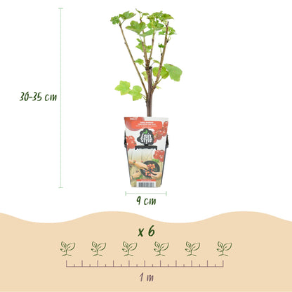 Rote Johannisbeere Ribes rubrum Jonkheer van Tets winterhart 3 Pflanzen Ø9cm Höhe30cm – Ertragreiche Johannisbeerpflanze für Garten Balkon & Terrasse 