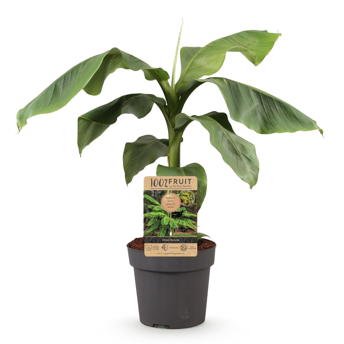 Japanische Faserbanane – Musa Basjoo – Winterharte Bananenpflanze – Ø21 cm – Höhe ca. 90 cm – Exotische Obstpflanze für Garten & Terrasse – Große grüne Blätter – Robust & dekorativ 