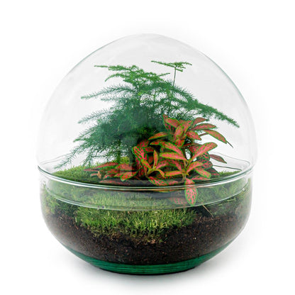 DIY Flaschengarten Set – Dome Glas Rot – Ø20 cm x H20 cm – Selbstversorgendes Pflanzterrarium mit Fittonia, Spargel & Moos – Mini-Ökosystem zum Selberbauen – Deko & Geschenkidee – Pflegeleicht 