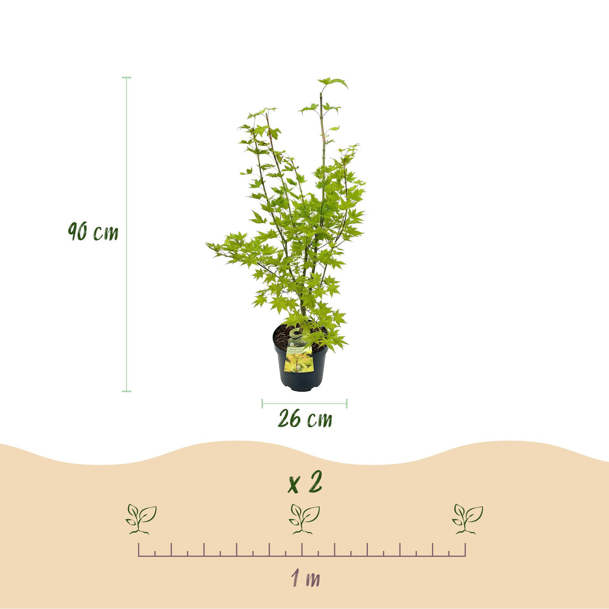 Green boutiQ - Gartenpflanze - Acer palmatum Summergold - Japanischer Ahorn - Laubabwerfend - Gelb - 1 - Topf 26cm - Höhe 90cm 