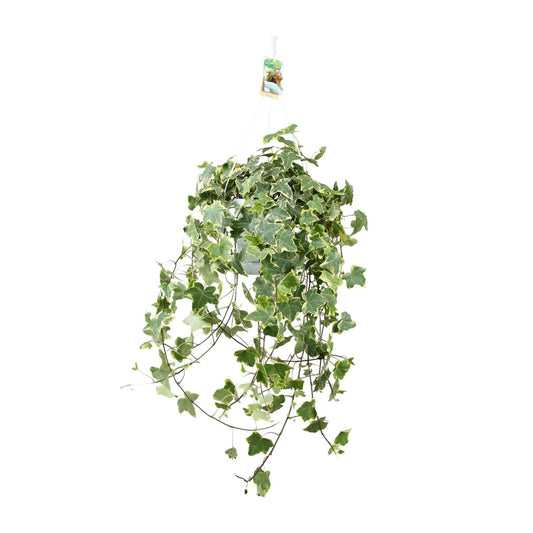 Efeu – Hedera Helix 'Gold Child' – Zimmerpflanze – Ø24 cm Topf – Höhe ca. 60 cm – Hängend & Rankend – Luftreinigend – Pflegeleicht 