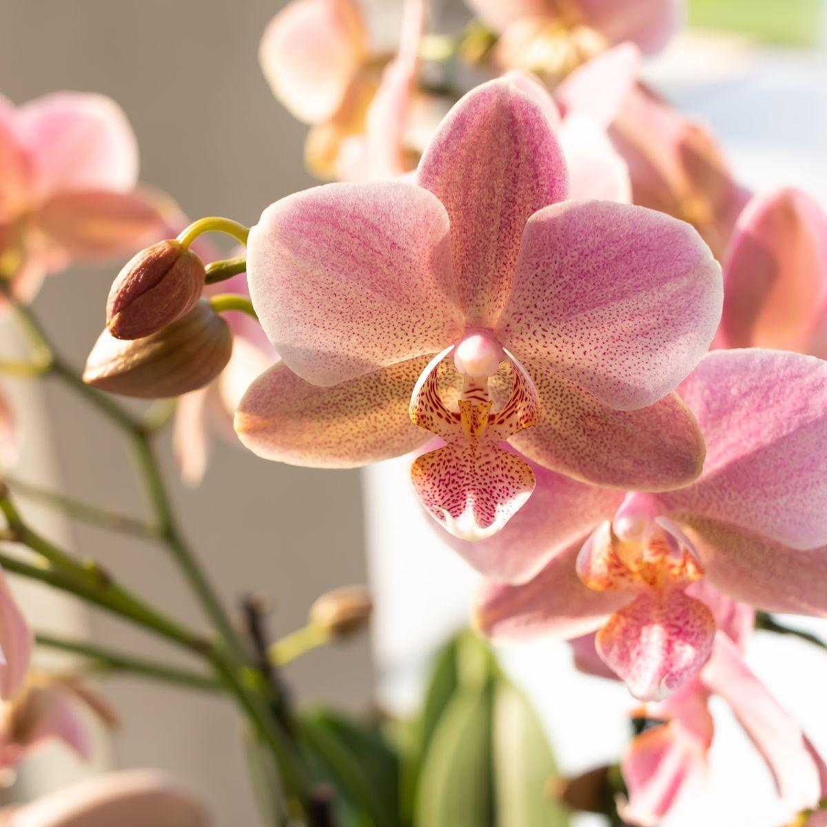 Kolibri Orchids | altrosa Phalaenopsis-Orchidee - Jewel Treviso - Topfgröße Ø9cm | blühende Zimmerpflanze - frisch vom Züchter 