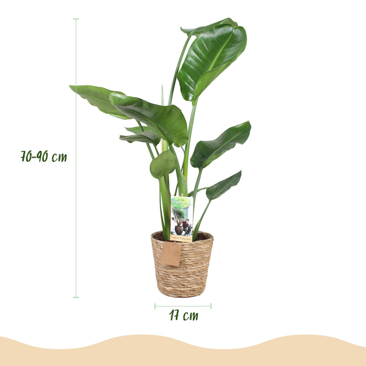 Green boutiQ - Zimmerpflanzen - Stelitzia Nicolai - Paradiesvogelblume - Wenig Pflege - mit Korb - Grün - 1 Pflanze - Topf 17cm - Höhe 70-90cm 