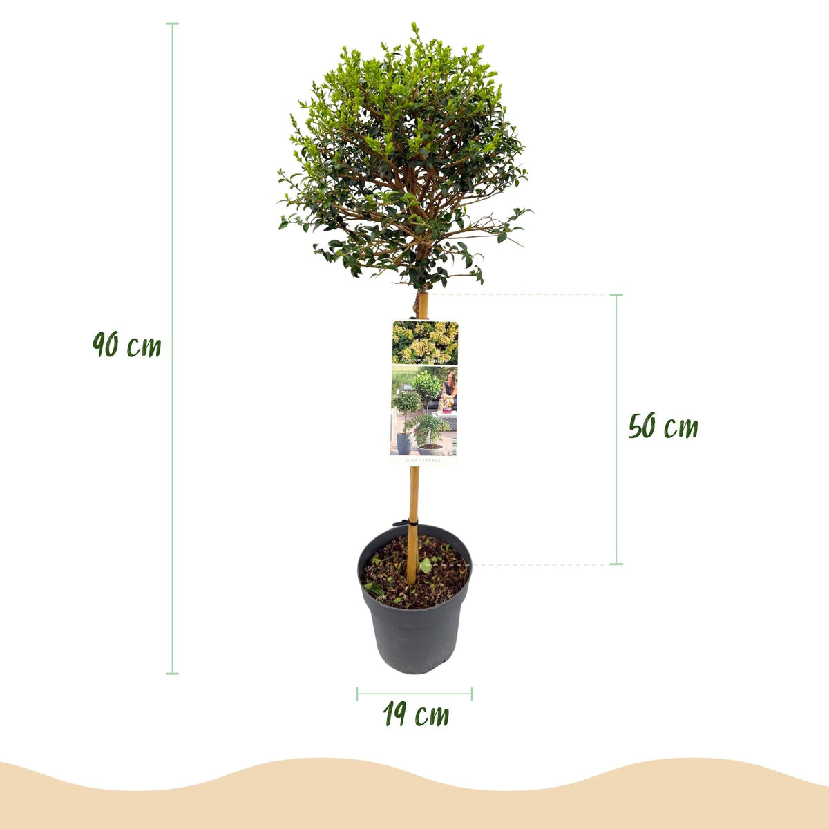 Ligustrum delavayanum Stamm-Pflanze – Immergrün – Pflegeleicht – Ø19 cm – Höhe ca. 90 cm – Sichtschutz & Stil für Terrasse & Balkon 