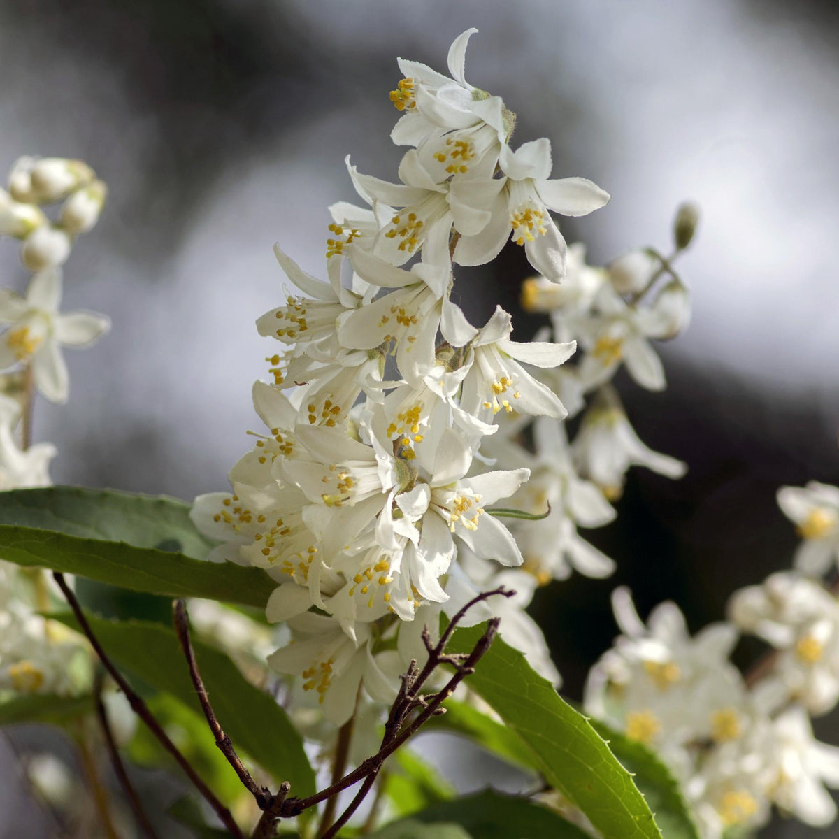 Deutzia Gracilis – Zierlicher Strauch – Blüte Weiß – Bienen- & Schmetterlingsfreundlich – 17 cm x H45 cm – pflegeleicht 