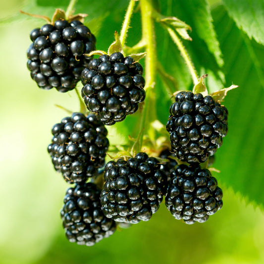 Green boutiQ - Fruit Plant - Rubus fruticosus Black Satin - Blackberry Plant - Hardy - Black Raspberry - 2 Plants - Pot 15cm - Height 50cm 