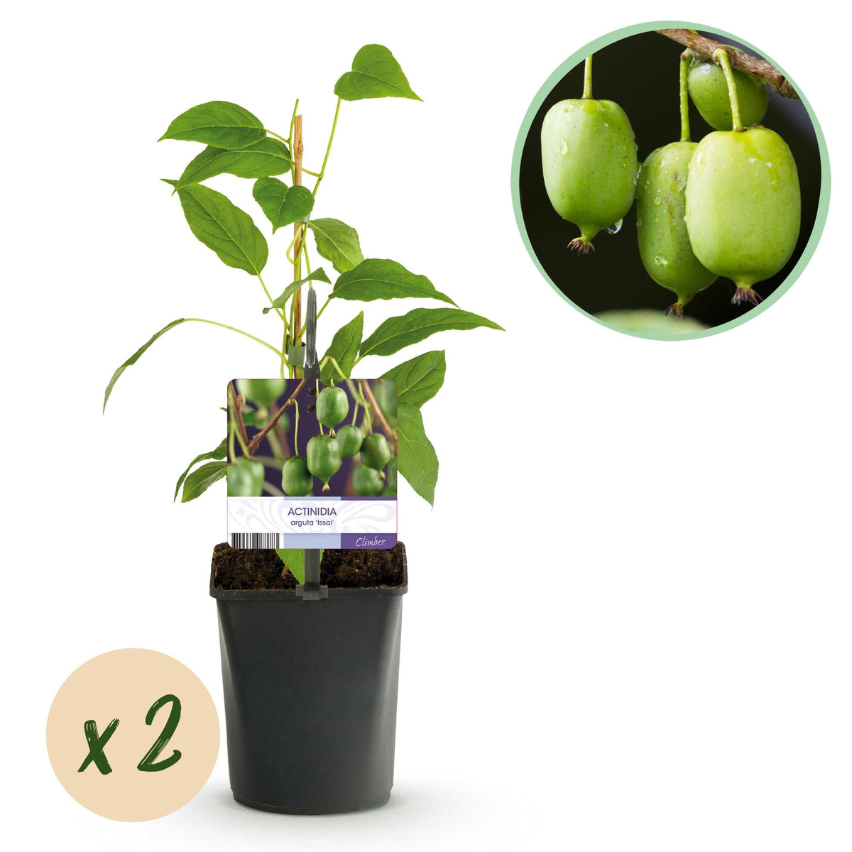 Kiwi - Actinidia arguta Issai - Obstpflanze - Grüne Frucht - 2 Pflanzen - Topf 11cm Höhe 40cm 