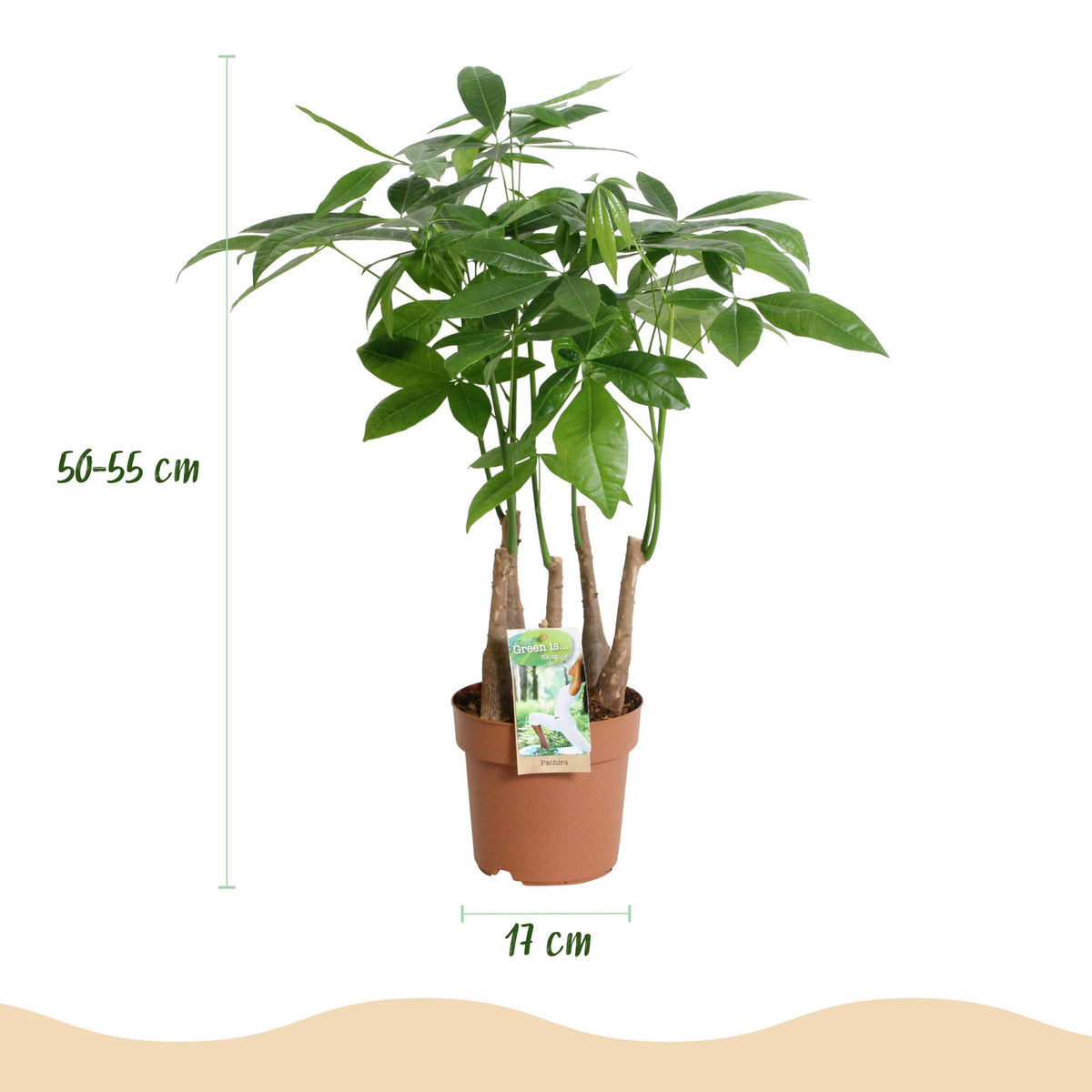Green boutiQ - Zimmerpflanzen - Pachira Aquatica Mehrstamm - Geldbaum - Wenig Pflege - Grün - 1 Pflanze - Topf 17cm - Höhe 50-55cm 