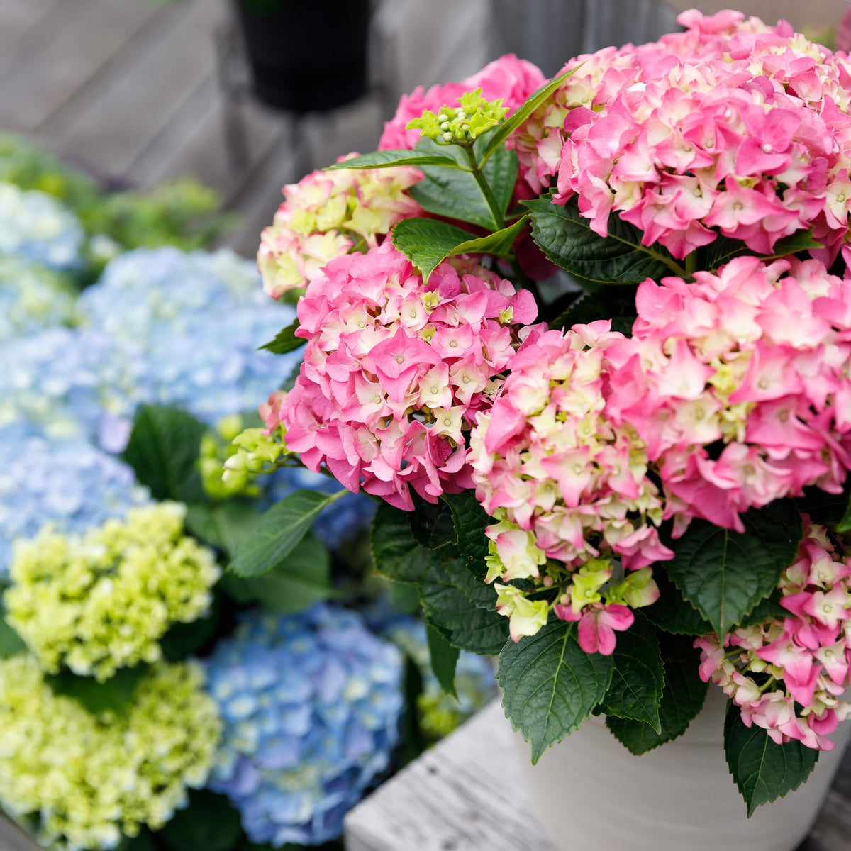 Hortensie Hydrangea macrophylla Forever & Ever Rosa – Balkonpflanze – 7-12 Blüten – Topf 23 cm – Höhe 55 cm – Langlebige Blüten – Für Beet, Terrasse & Balkon 