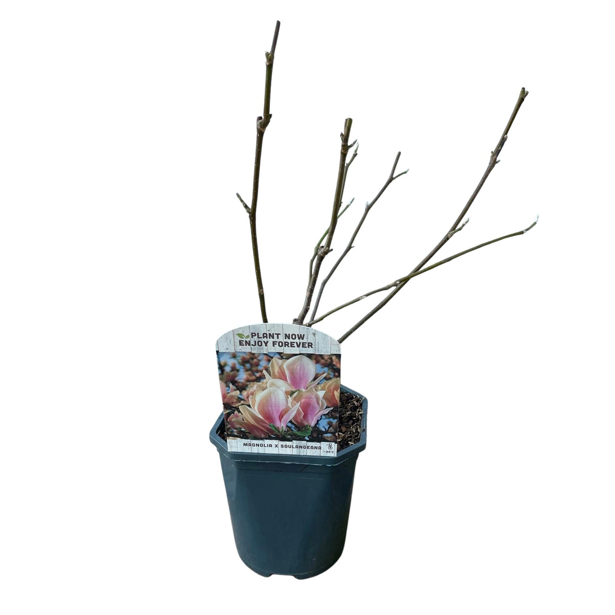 Tulpen-Magnolie Magnolia Soulangiana – Strauch/Baum – Blüten Hellrosa – Frühjahrsblüher – Pflegeleicht – 17cm Höhe 45cm – Für Garten & Terrasse 