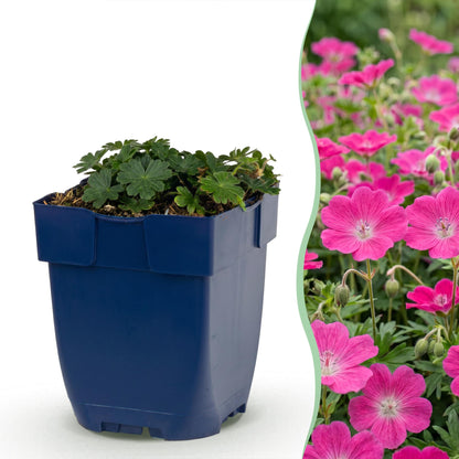 Storchschnabel 'Max Frei' – Geranium sanguineum 'Max Frei' – 3 Pflanzen – Topf Ø11cm – Ansicht 2