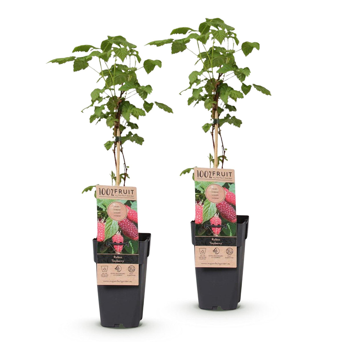 Green boutiQ - Fruit plant - Rubus log. Tayberry - Raspberry Bushes - Hardy - Purple Raspberries - 2 Plants - Pot 15cm - Height 50cm 
