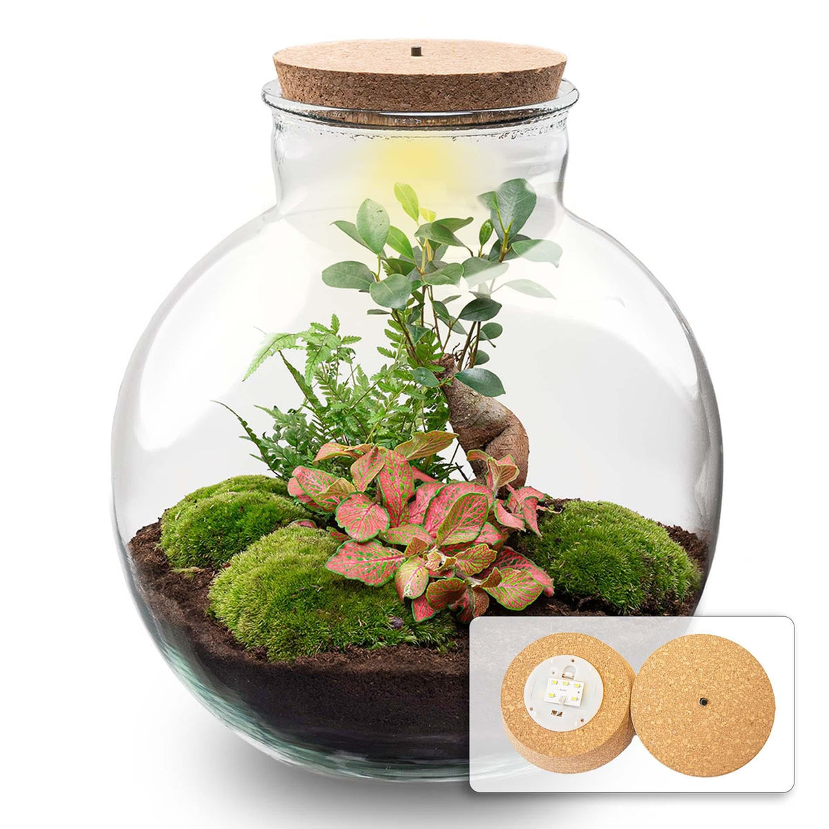 Flaschengarten Terrarium Bolder Bob Bonsai – DIY Bausatz + LED – Mini-Dschungel für Zuhause & Büro – Selbstgestalten & Nachhaltig 