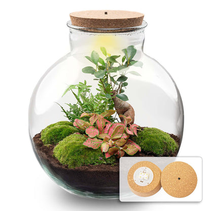 Flaschengarten Terrarium Bolder Bob Bonsai – DIY Bausatz + LED – Mini-Dschungel für Zuhause & Büro – Selbstgestalten & Nachhaltig 