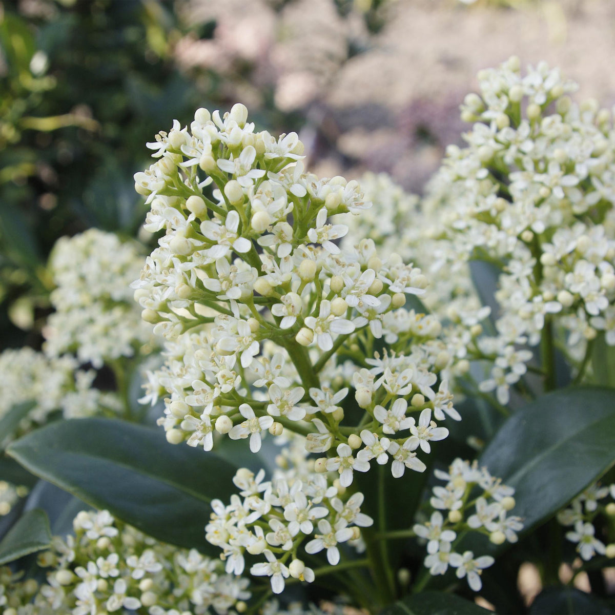 GreenboutiQ - Terrassenpflanze - Skimmia japonica Finchy - Blüte Weiß - 40+ Blüten - 1 Pflanze - Winterhart - Topf 19cm Höhe 60cm 