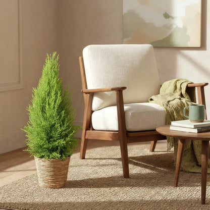 Green boutiQ - Zimmerpflanzen - Cupressus Gold Crest Wilma - Zimmerkoniferen - Wenig Pflege - Grün - 1 Pflanze - Topf 21cm - Höhe 85-95cm 