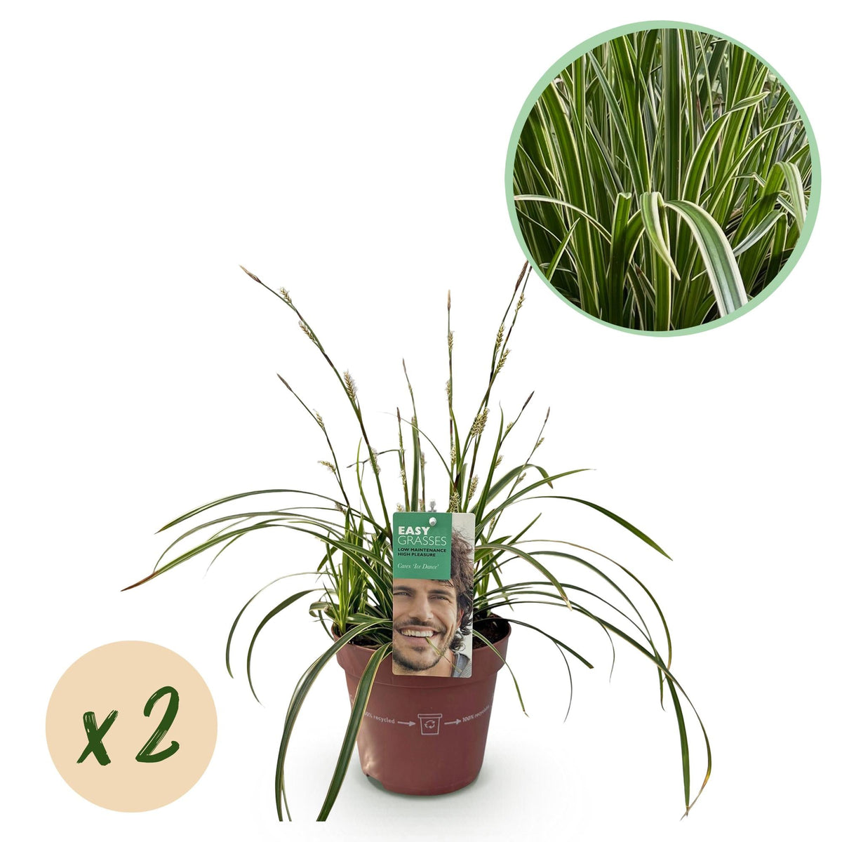 Weißrandige Segge Carex morrowii Ice Dance – 2 Pflanzen – Ø17cm – Immergrün, winterhart & pflegeleicht – Weiß-grüne Blätter – Höhe ca. 50cm – Frischer Look für Garten & Innenbereich 