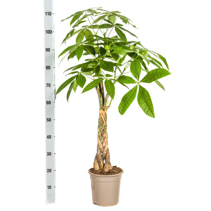 Pachira Aquatica mit Korb Ø21cm - ↕90 - 110cm 