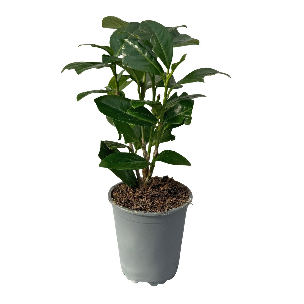 Kirschlorbeer Prunus laurocerasus Novita – Immergrüne Heckenpflanzen – 8 Pflanzen – 1 m – 9 cm Höhe 30–35 cm – Grün – Pflegeleicht 