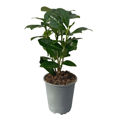 Kirschlorbeer Prunus laurocerasus Novita – Immergrüne Heckenpflanzen – 8 Pflanzen – 1 m – 9 cm Höhe 30–35 cm – Grün – Pflegeleicht 