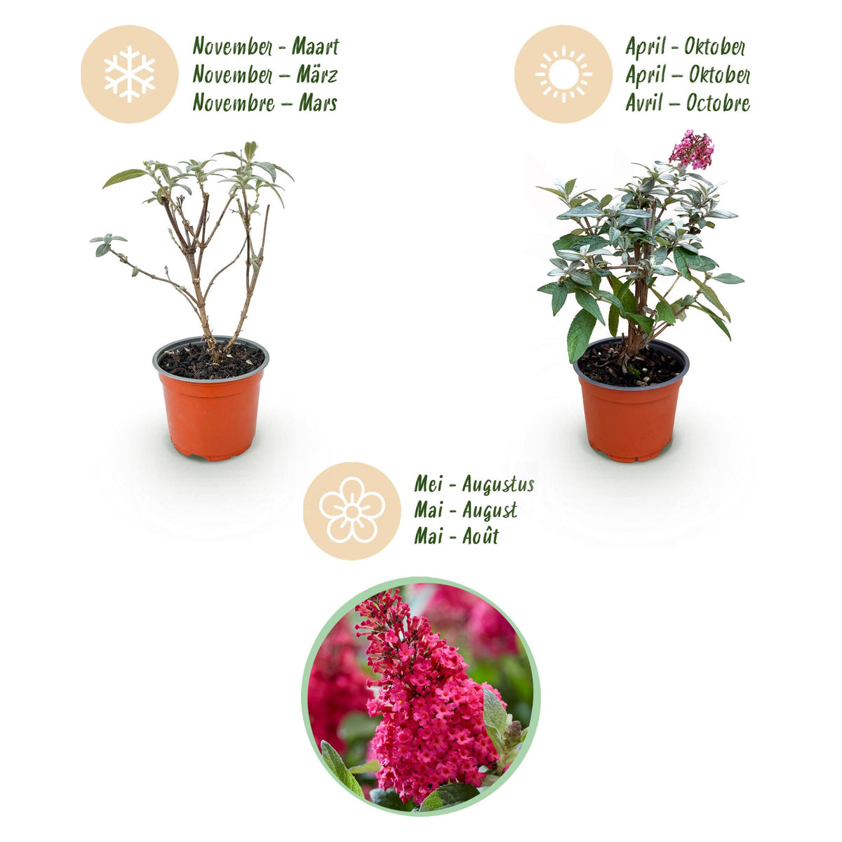 Flieder Buddleja Butterfly Candy Little Ruby 3er Set – kompakter Schmetterlingsstrauch rot bis tiefrosa – Topf 12cm – Höhe 20-25cm – duftend, nektarreich, insektenfreundlich – für Beet, Kübel, Balkon & Terrasse 
