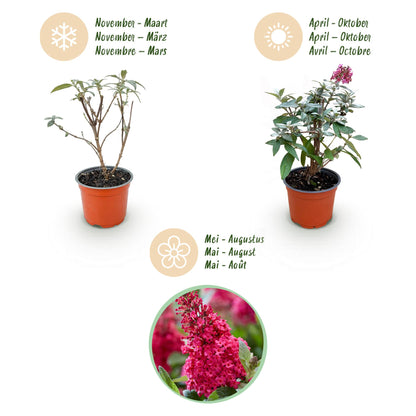 Flieder Buddleja Butterfly Candy Little Ruby 3er Set – kompakter Schmetterlingsstrauch rot bis tiefrosa – Topf 12cm – Höhe 20-25cm – duftend, nektarreich, insektenfreundlich – für Beet, Kübel, Balkon & Terrasse 