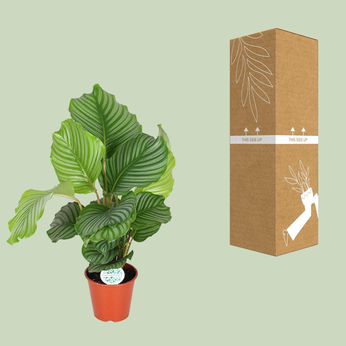 Korbmarante Calathea Orbifolia – Zimmerpflanze – Ø17cm – ↕60cm – Tropische Blattschmuckpflanze mit silbergrünen Mustern – Pflegeleicht & halbschattengeeignet 