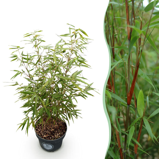 Green boutiQ - Gräser - Fargesia scabrida Asian Wonder - Bambus - Nicht Ausbreitend - Grün - 1 Pflanze - Topf 23 cm - Höhe 80 cm 