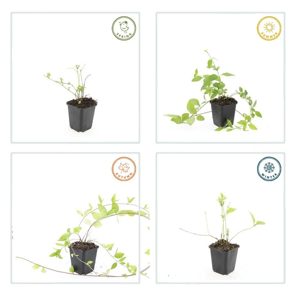 Großblättriges Immergrün Vinca major 'Alba' – Bodendecker – Ø9cm – ↕10-25cm – Weiße Blüten – pflegeleicht – Ansicht 31
