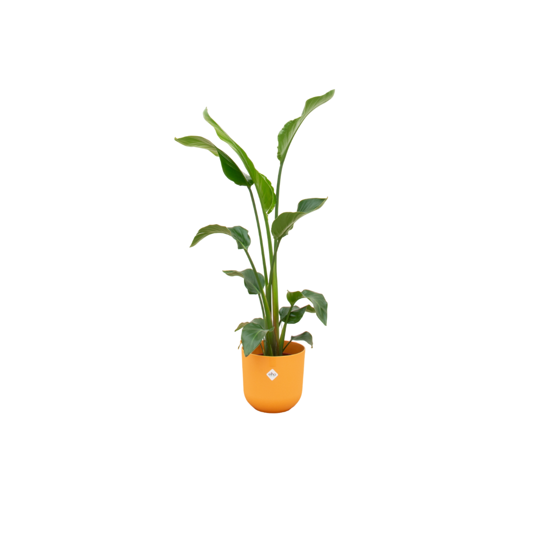 Baum-Strelitzie – Strelitzia nicolai mit Übertopf „Jazz Rund Gelb“ – ca. 100 cm hoch – Ø23 cm – große Zimmerpflanze – Paradiesvogelblume – tropisches Flair für dein Zuhause 