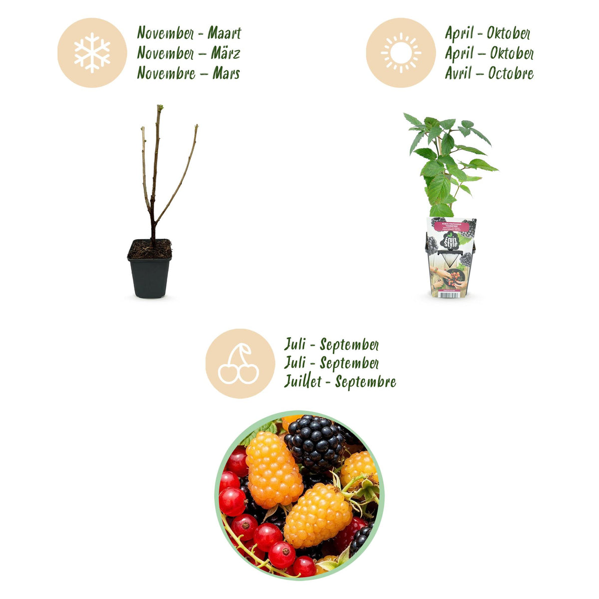 Obstpflanzen Set winterhart 3 Pflanzen Ø9cm Höhe30cm – Rote Johannisbeere Gelbe Himbeere Schwarze Brombeere – Ideal für Garten Beet Balkon & Terrasse 
