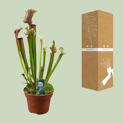 Schlauchpflanze Sarracenia 'Judith Hindle' – Karnivore Zimmerpflanze – Ø12cm – ca. 30cm hoch – Exotisch & pflegeleicht – Für helle bis halbschattige Standorte 