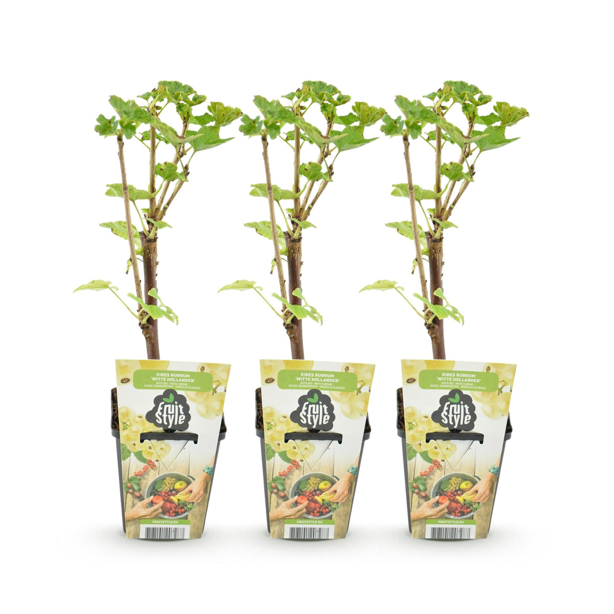 Weiße Johannisbeere Ribes rubrum Witte Hollander winterhart 3 Pflanzen Ø9cm Höhe30cm – Aromatische helle Beeren für Garten Beet Balkon & Terrasse 