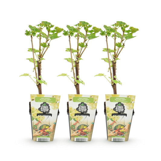 Weiße Johannisbeere Ribes rubrum Witte Hollander winterhart 3 Pflanzen Ø9cm Höhe30cm – Aromatische helle Beeren für Garten Beet Balkon & Terrasse 