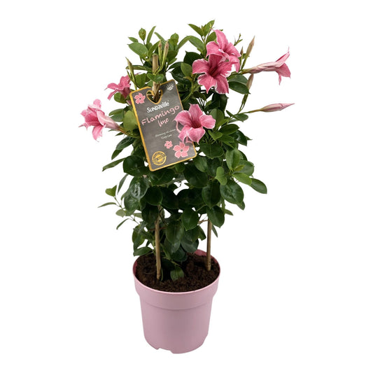 Mandevilla Sundaville Flamingo Pink In Toren Dipladenia - Ø17cm - ↕55cm 