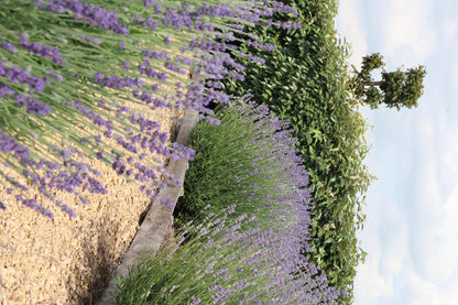 Echter Lavendel – Lavandula angustifolia – Ø7cm x H15cm – 48 Pflanzen – Duftend & pflegeleicht – Für Balkon, Terrasse & Beet – Mediterrane Schönheit 