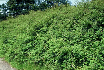 Symphoricarpos chenaultii 'Hancock' – 48 Pflanzen – weiß blühender & fruchtender Bodendecker – winterhart & pflegeleicht 
