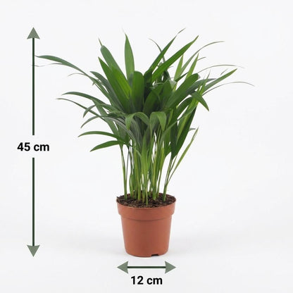 Areca-Palme – Goldfruchtpalme – Dypsis lutescens – 2 Pflanzen – Topf Ø12cm – Höhe 45cm – Ansicht 5
